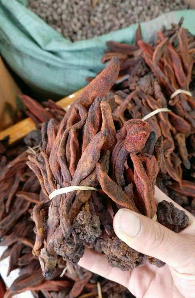 精品干回春草纯野生大量上市品质保证诚信经营可视频看货