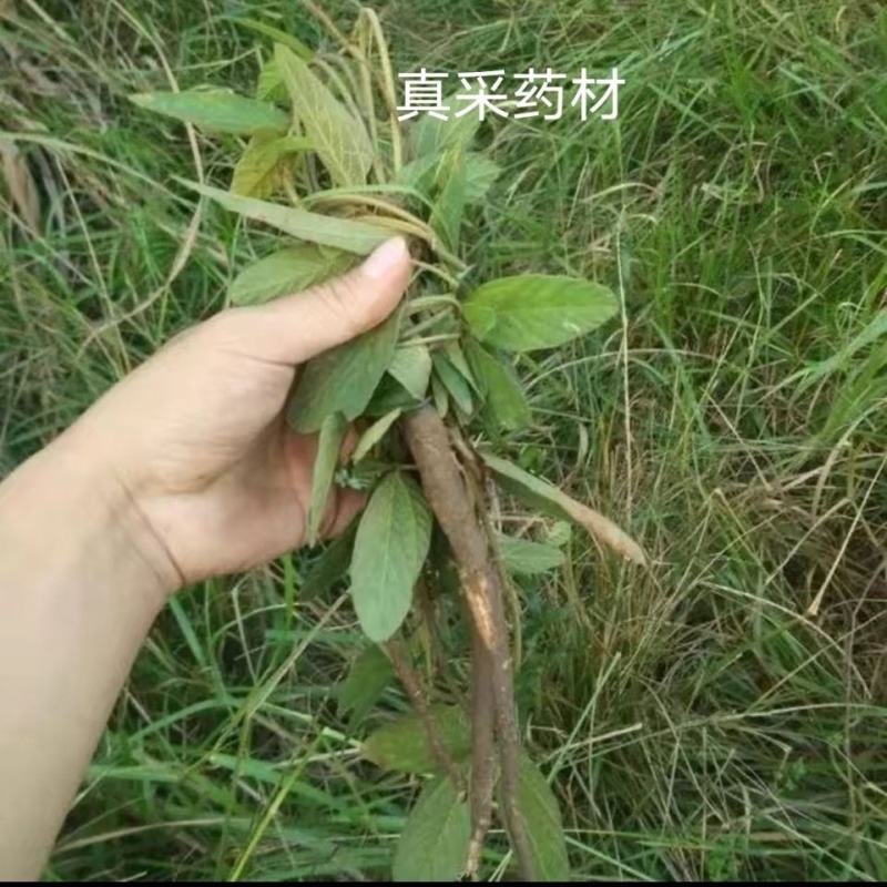 精品新鲜千斤拔纯野生保质保量价格优惠欢迎咨询