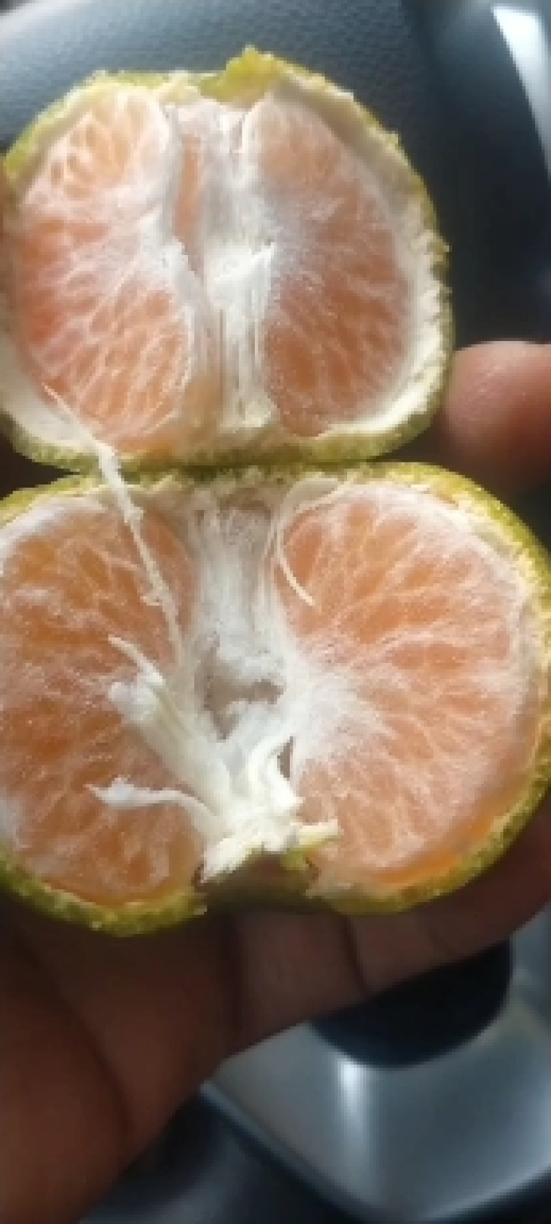 云南蒙自碰柑