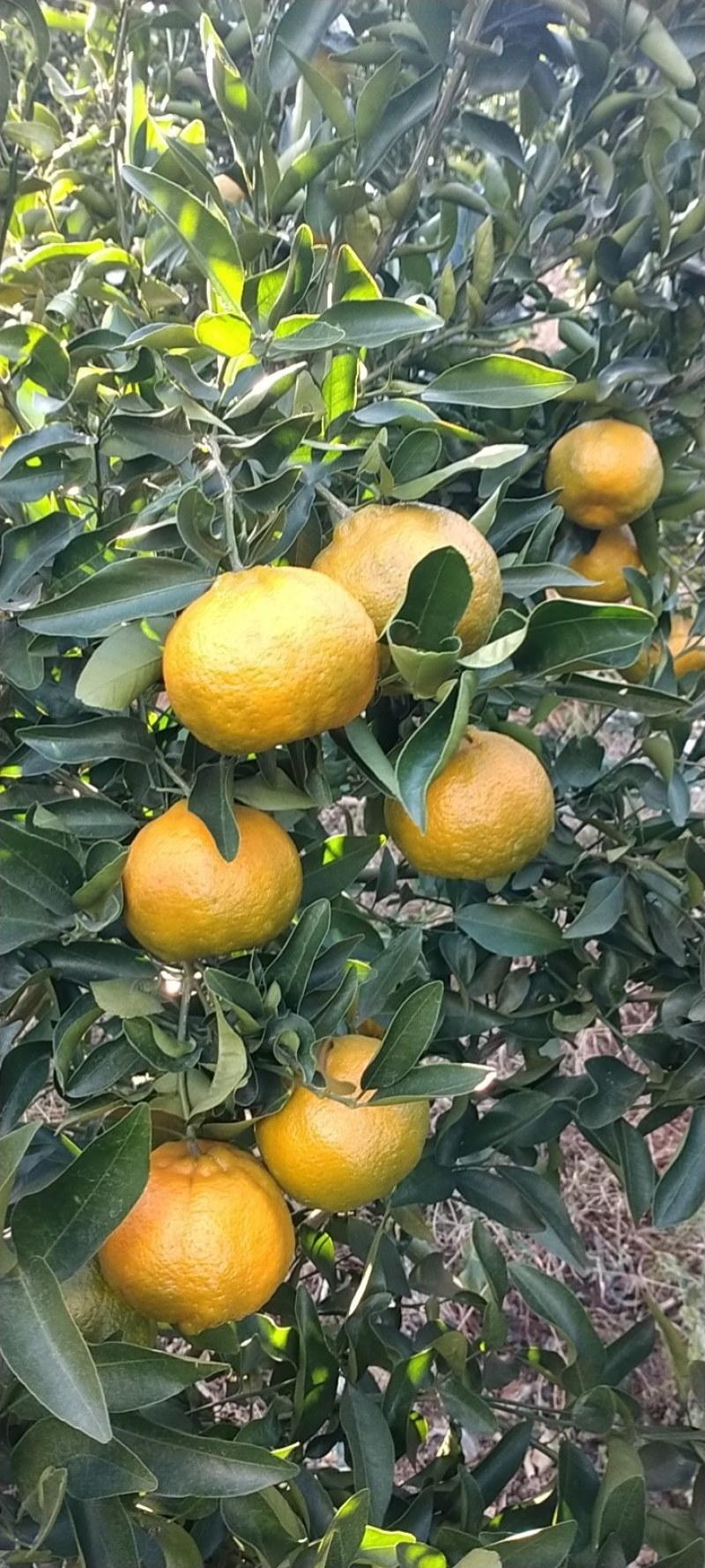 云南蒙自碰柑