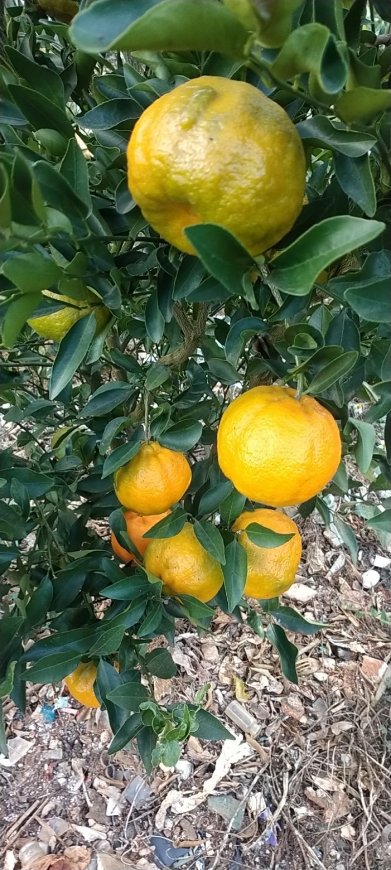 云南蒙自碰柑