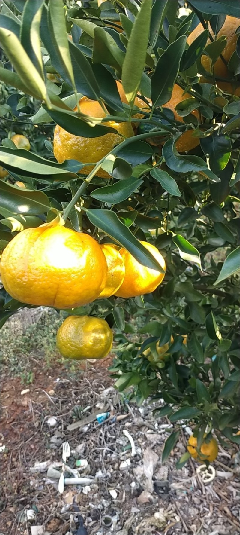 云南蒙自碰柑
