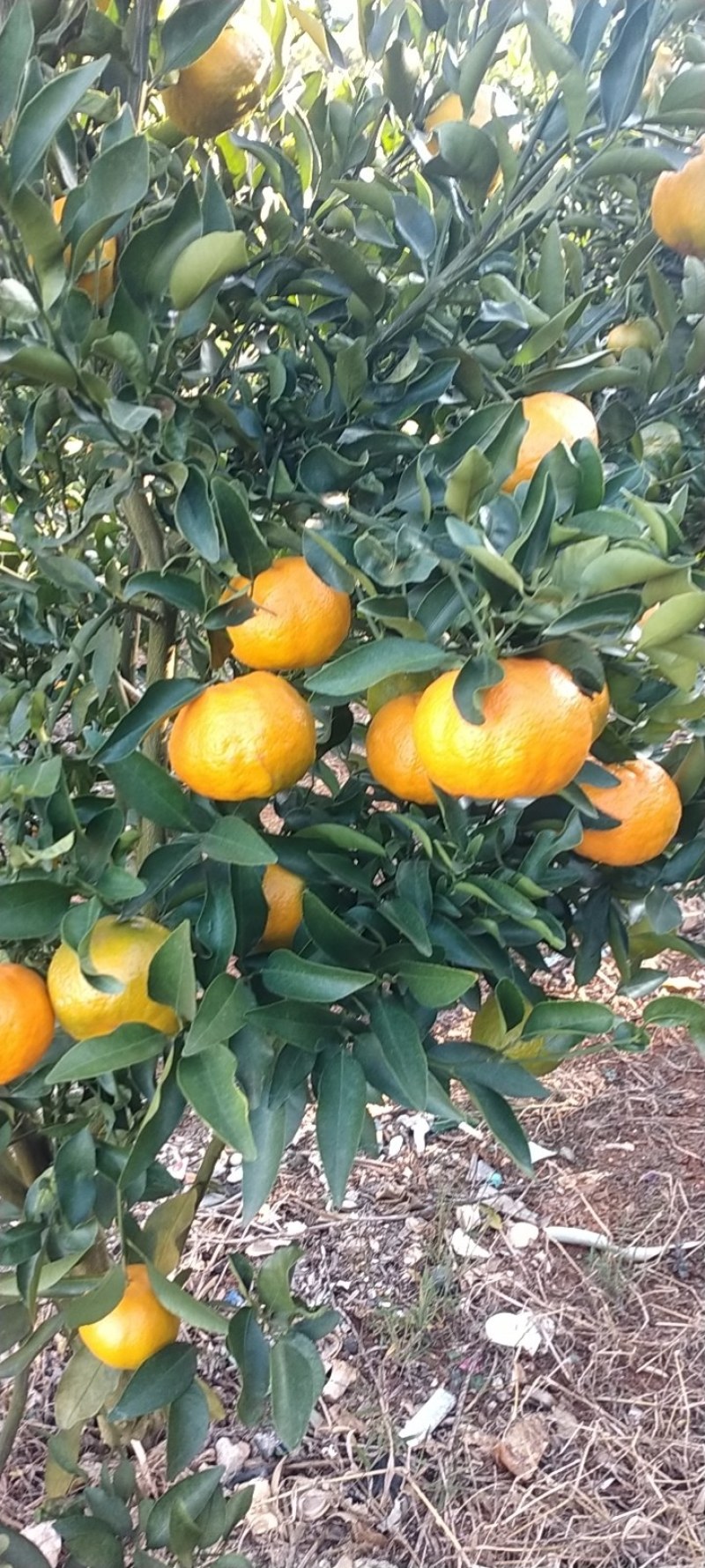 云南蒙自碰柑