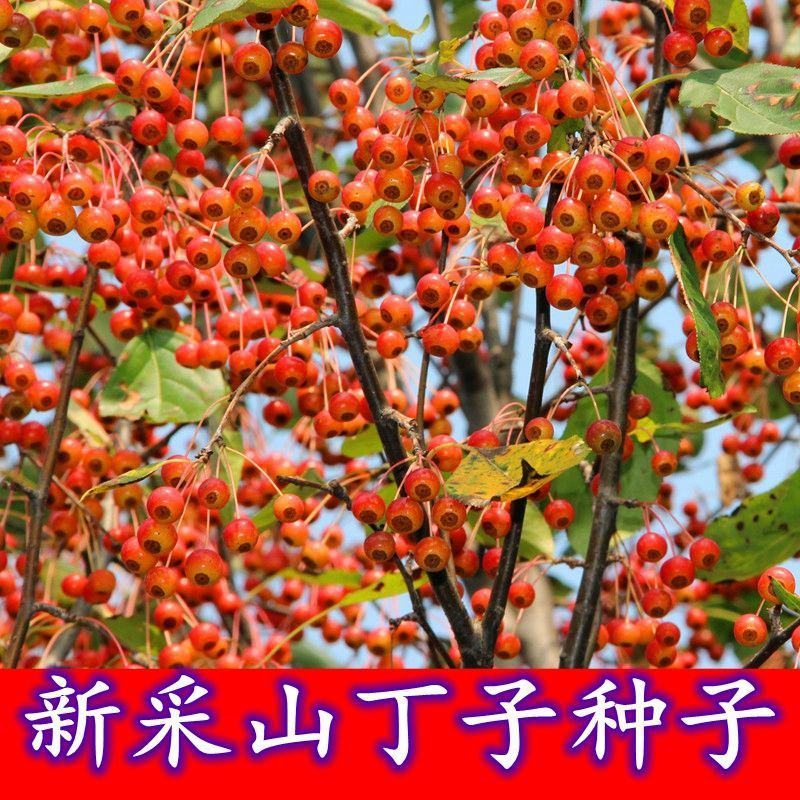 山丁子种子当年新采摘野生山荆子树果林木籽嫁接苗木四季易活