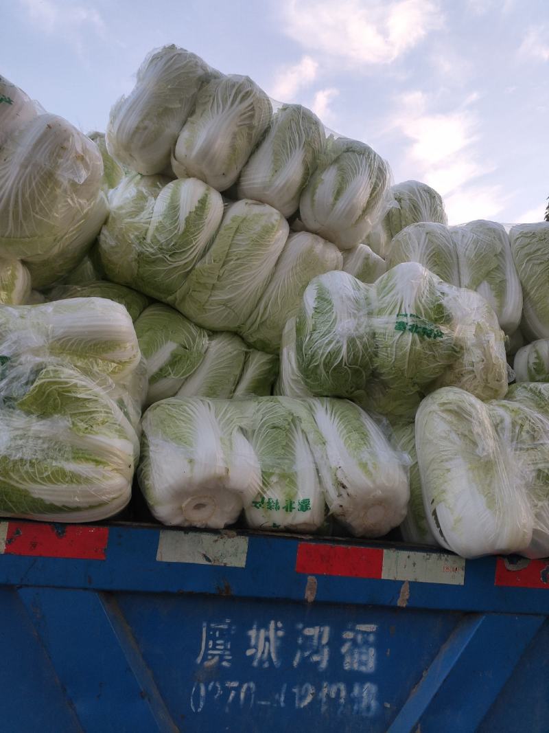 夏邑县黄心白菜，青杂三号，每天走货30万斤，基地