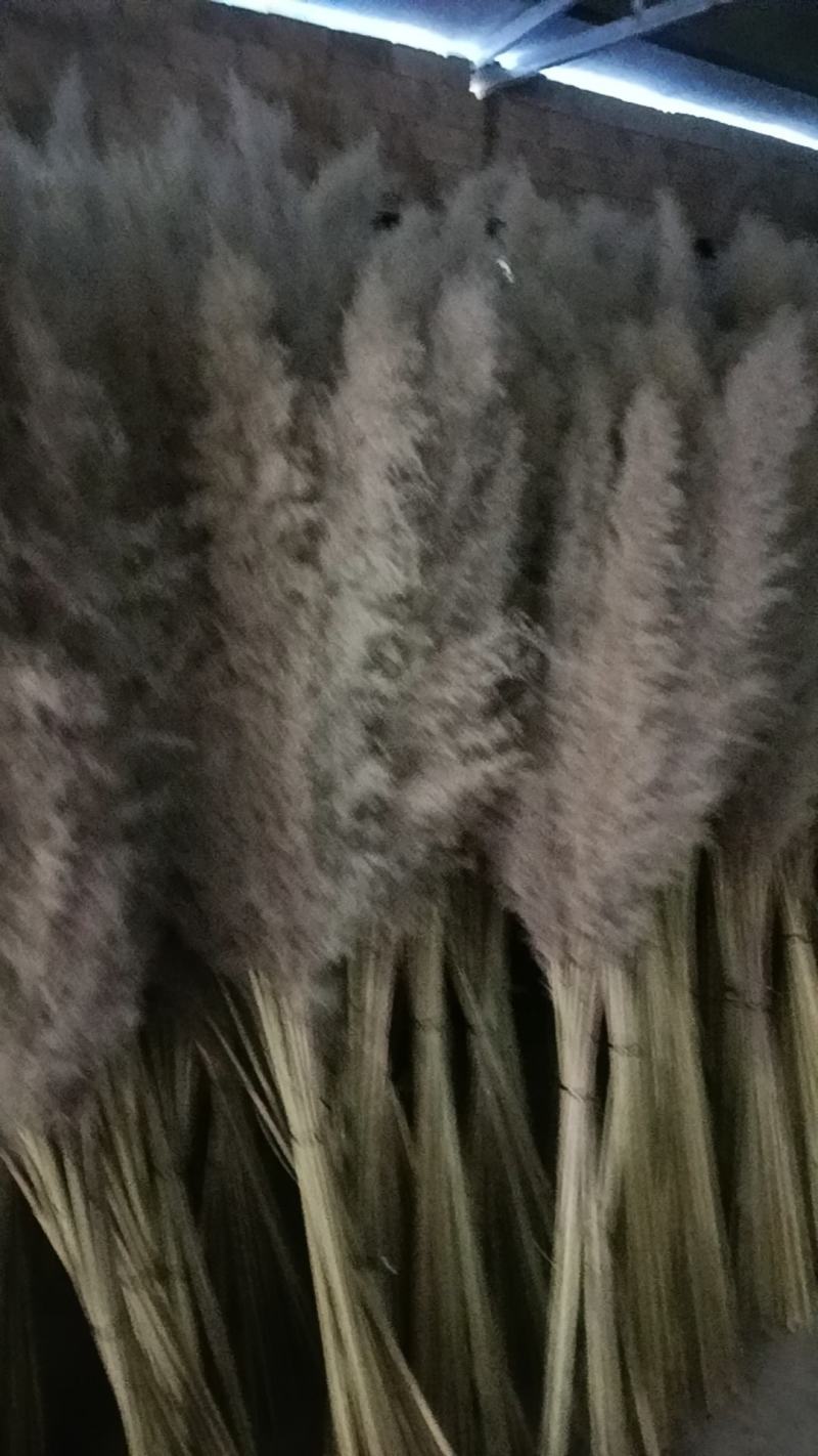 芦苇干花大量供应，货源充足产地直发诚信经营欢迎选购