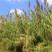 芦苇种籽护坡固土草种绿化种子植物水生植物小灌木四季常青多