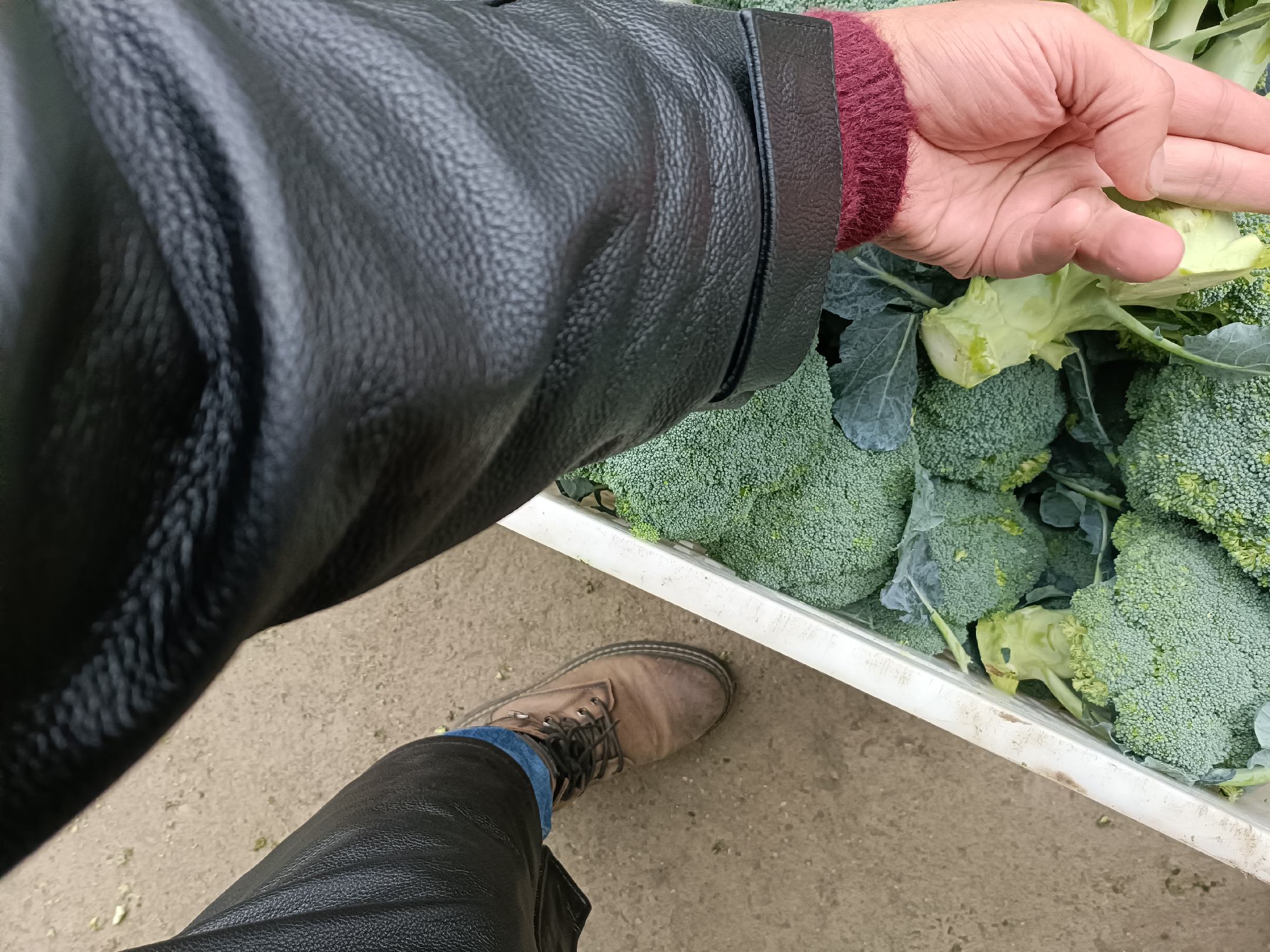 新鲜西兰花展示图