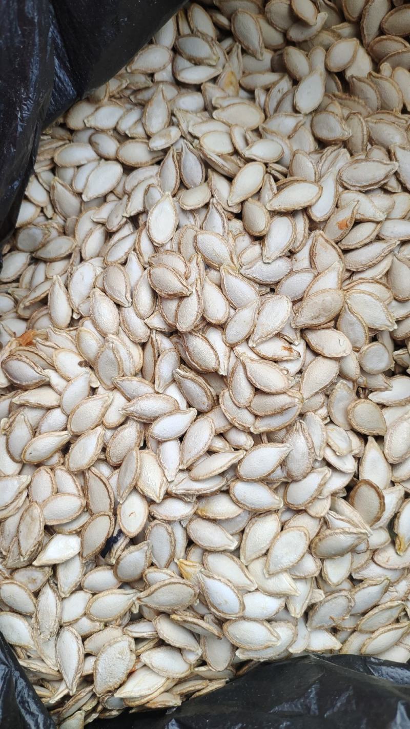 南瓜籽原古老南瓜籽干货颗粒饱满味道香甜可口