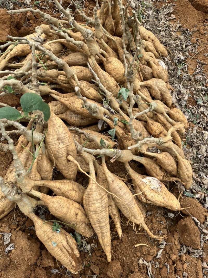 优质粉葛，广西无渣粉葛，精品粉葛大货，整车批发，全国代发