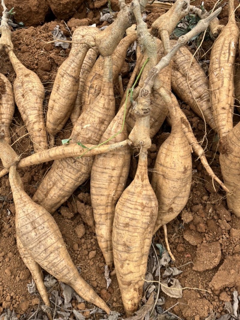 优质粉葛，广西无渣粉葛，精品粉葛大货，整车批发，全国代发