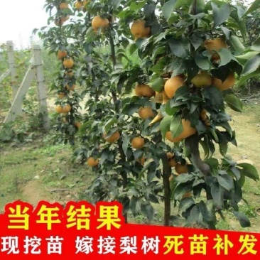 秋月梨树3-5公分5-8公分土球梨树占地梨树