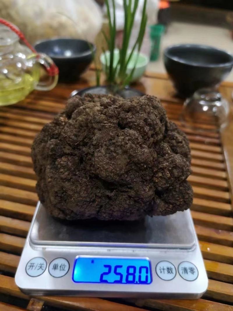 贡山野外采购纯黑松露无空腔产地批发价新货冰冻全年发货
