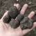 贡山野外采购纯黑松露无空腔产地批发价新货冰冻全年发货
