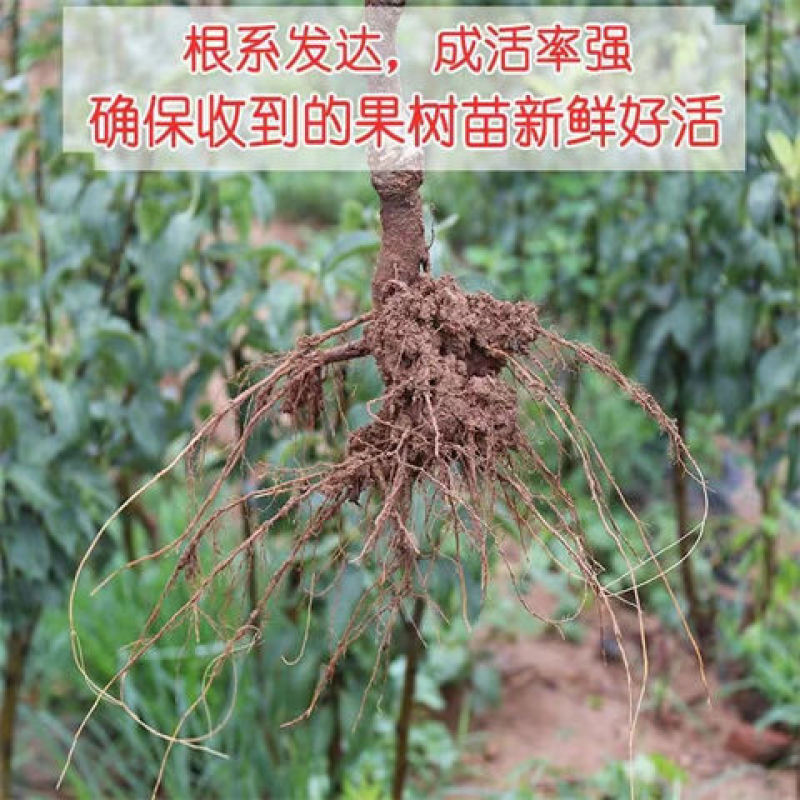 秋月梨树3-5公分5-8公分土球梨树占地梨树