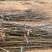 秋月梨树3-5公分5-8公分土球梨树占地梨树