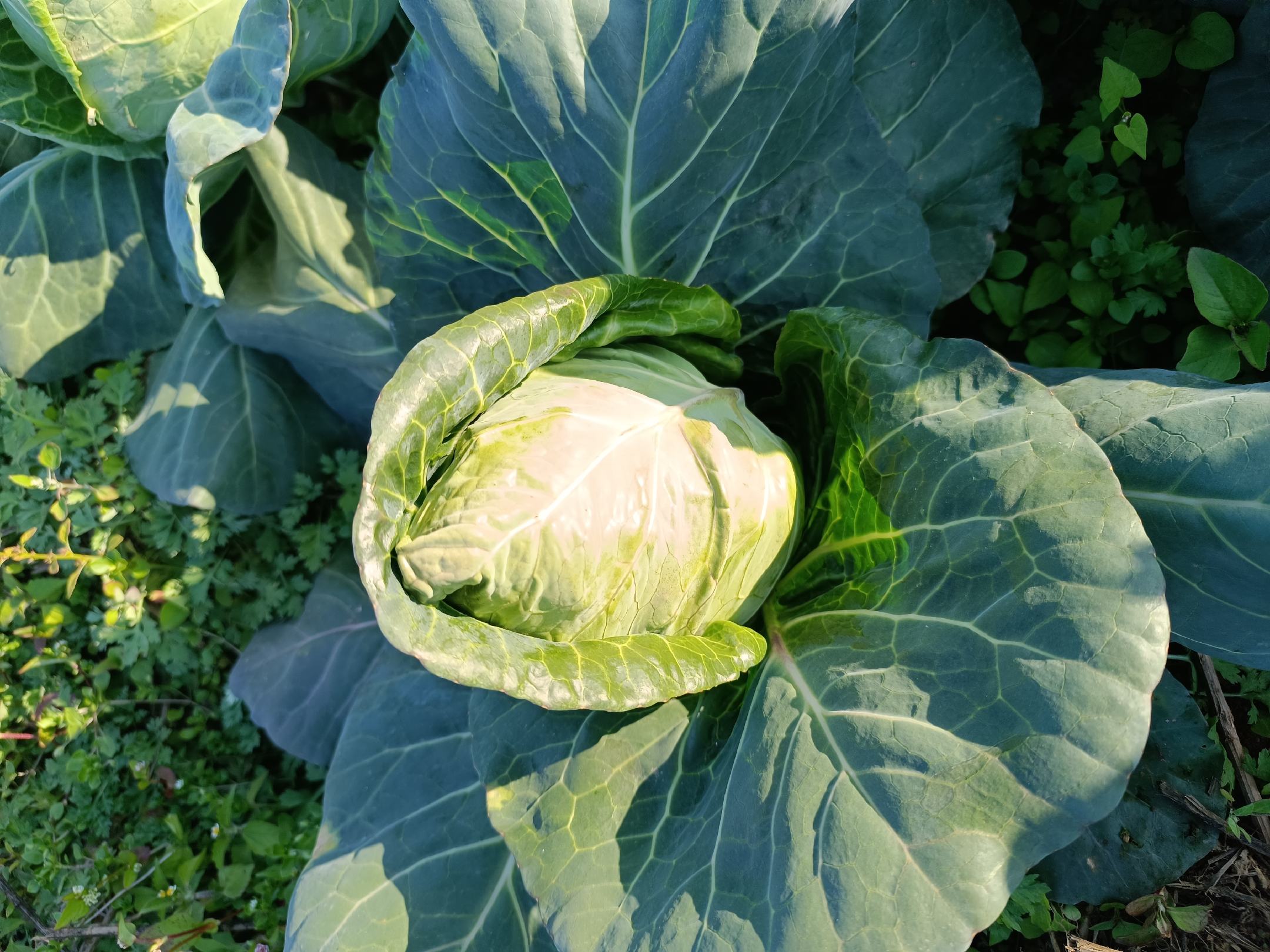 牛心甘蓝成熟植株生长状态 牛心甘蓝成熟植株