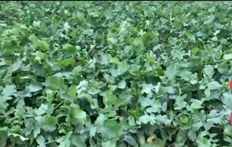 广阔的青萝卜种植田地,绿意盎然,长势良好 青萝卜种植田地