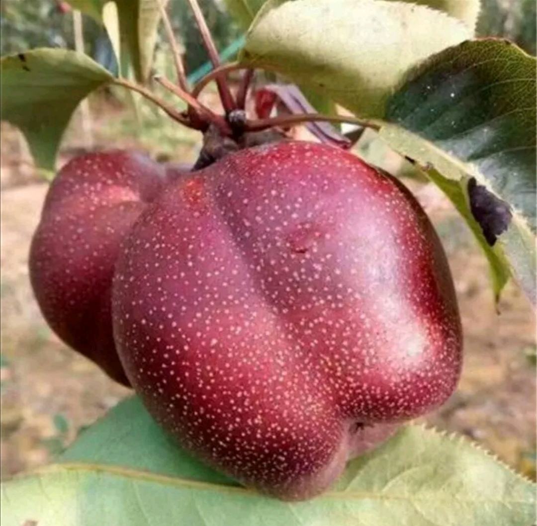 红奥成熟果实特写