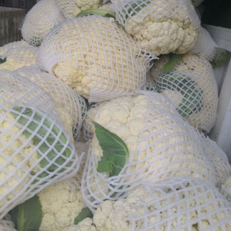 精品松花菜小米白散花规格齐全质量保障产地现采现发一手货源