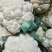 精品松花菜小米白散花规格齐全质量保障产地现采现发一手货源