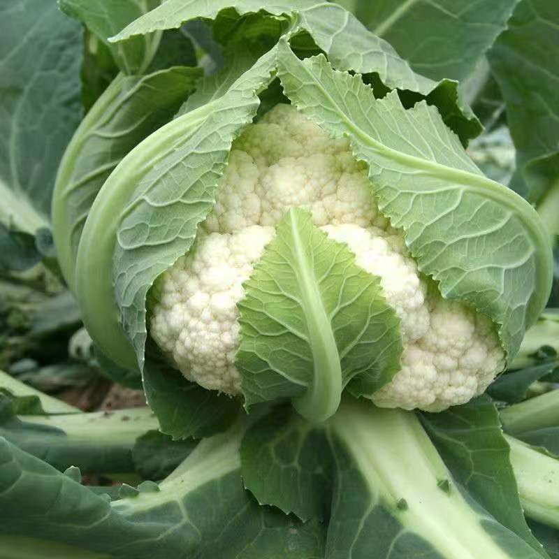 精品松花菜小米白散花规格齐全质量保障产地现采现发一手货源