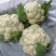 精品松花菜小米白散花规格齐全质量保障产地现采现发一手货源
