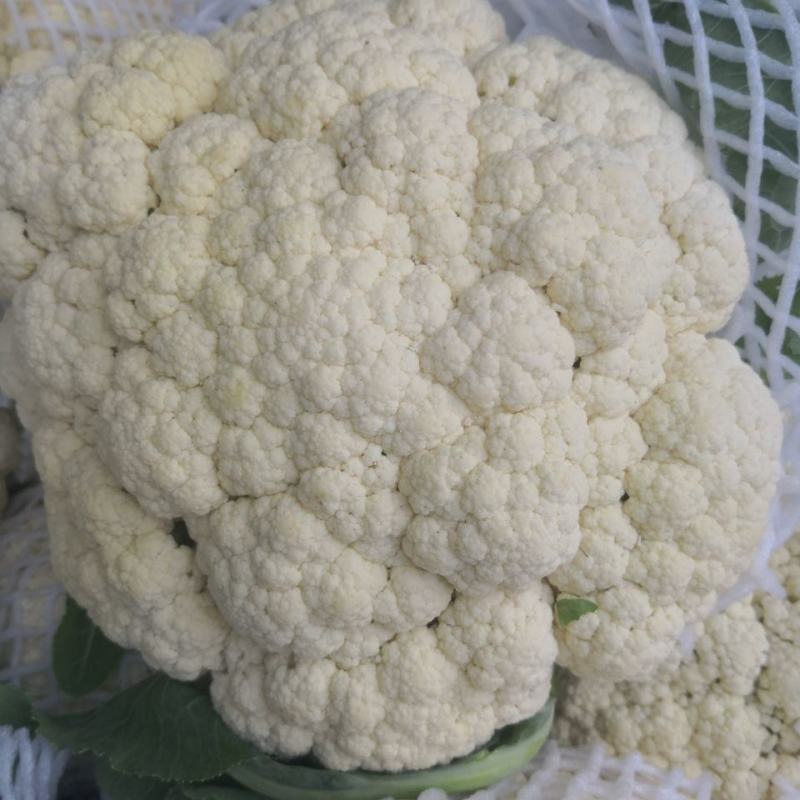 精品松花菜小米白散花规格齐全质量保障产地现采现发一手货源