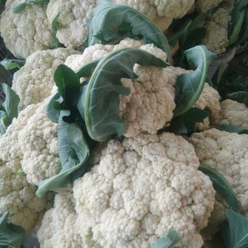 精品松花菜小米白散花规格齐全质量保障产地现采现发一手货源