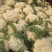 精品松花菜小米白散花规格齐全质量保障产地现采现发一手货源