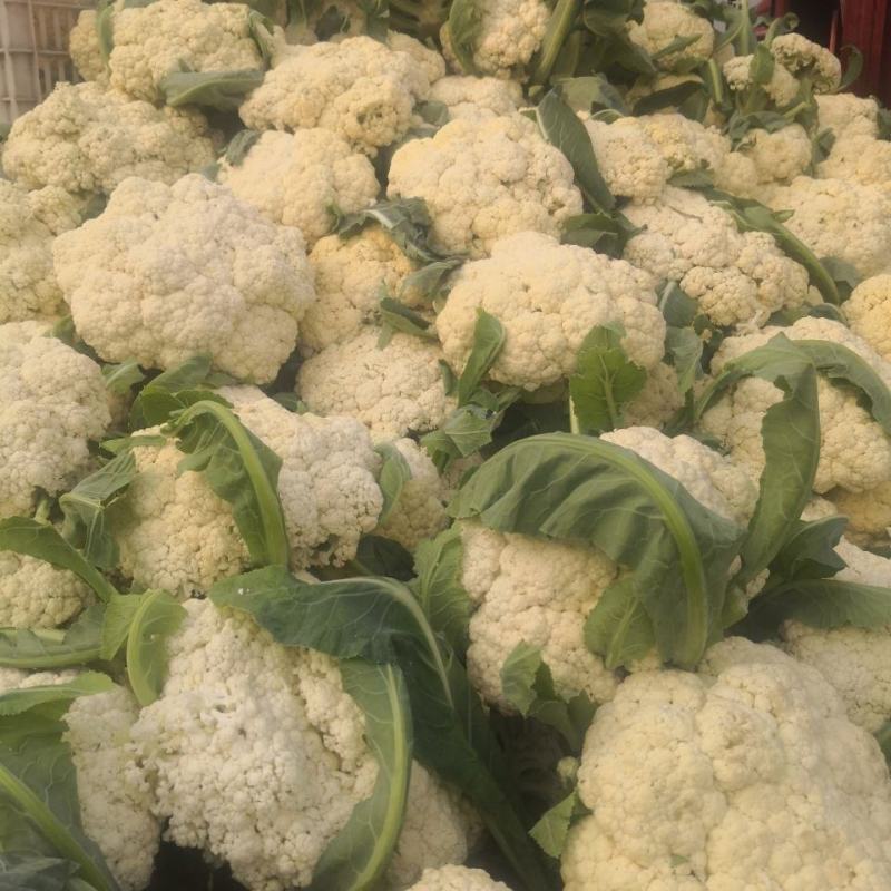 精品松花菜小米白散花规格齐全质量保障产地现采现发一手货源