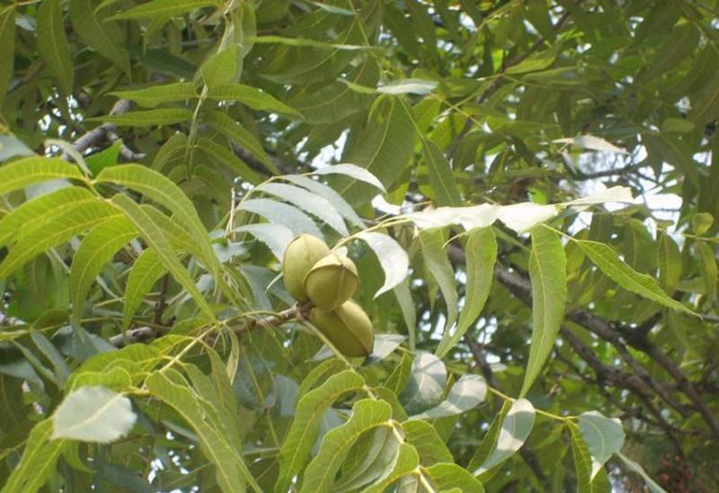 碧根果种子薄皮山核桃种子薄壳山核桃种子核桃树种子林木种子