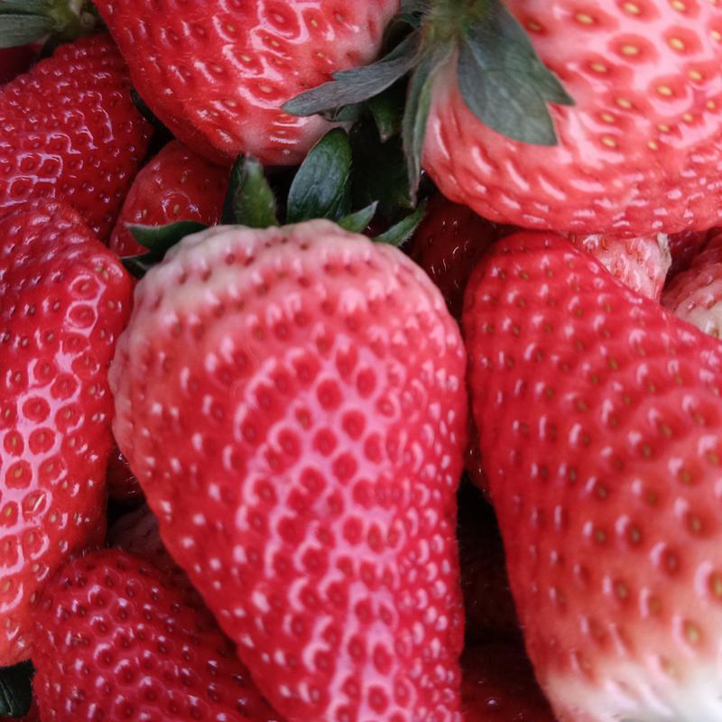 万亩草莓久香联盟天仙醉艳丽，货源稳定精品包装，供应全国