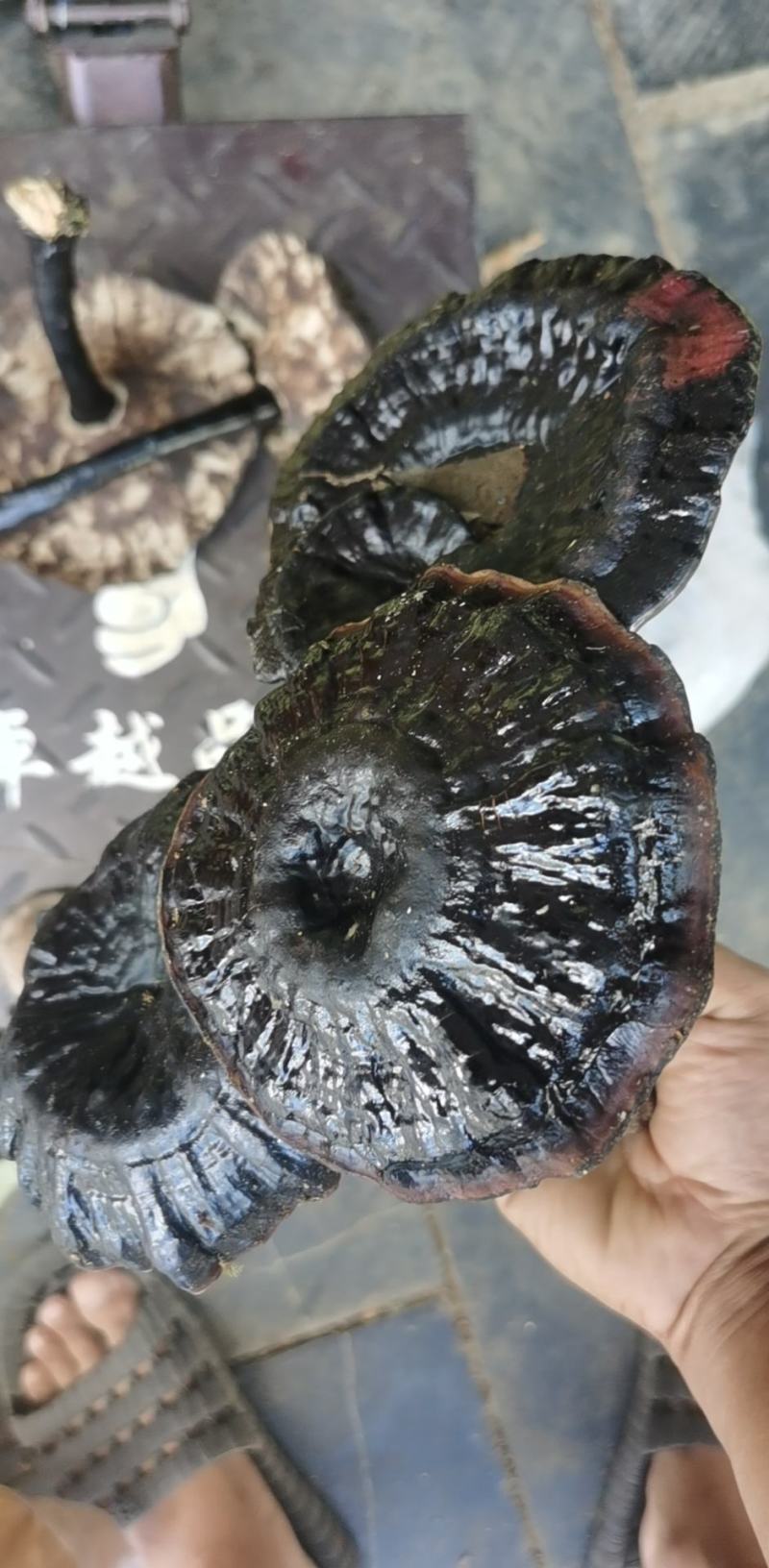 灵芝山药8厘米以上30~40厘米特级