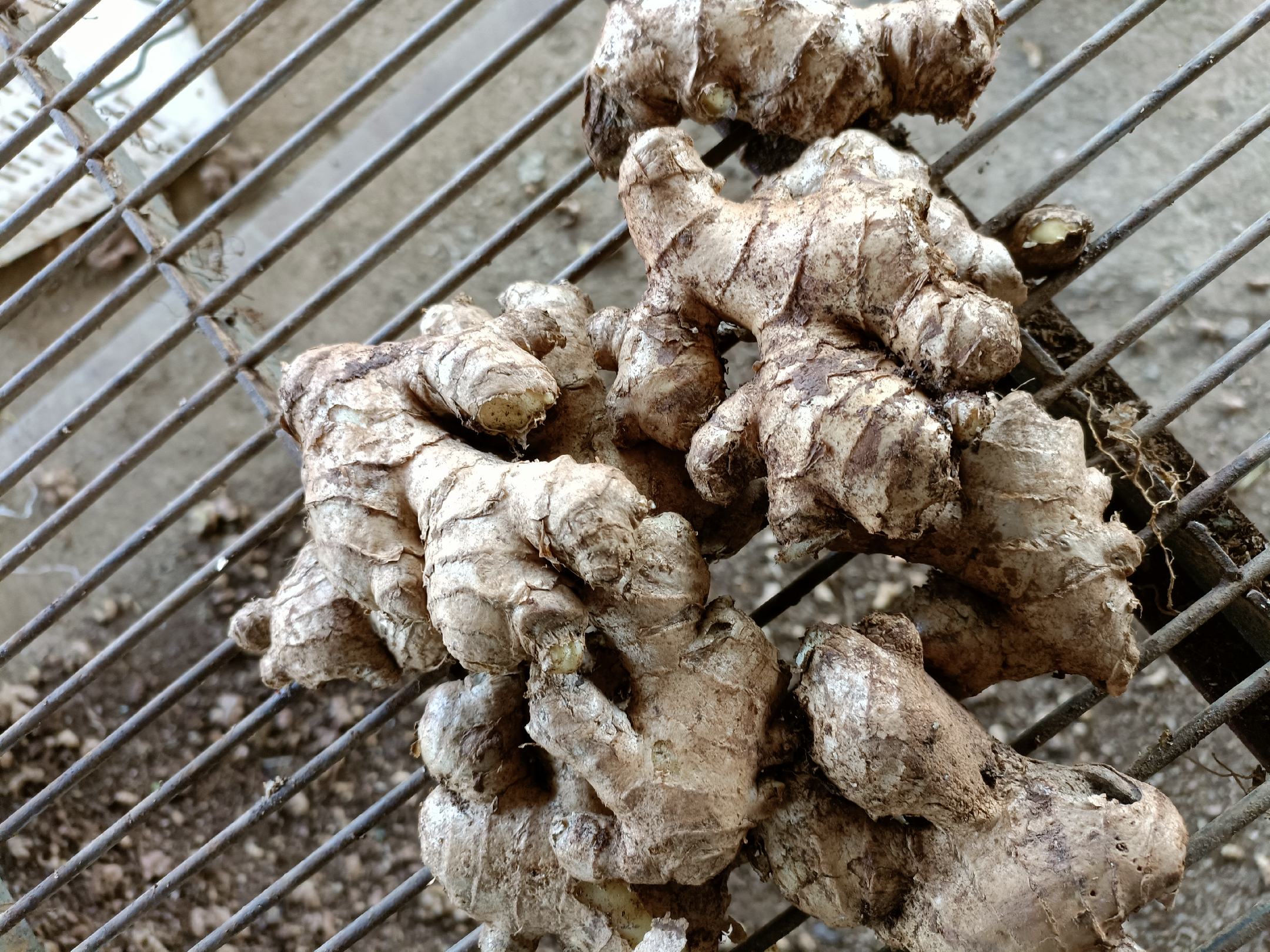 保存老姜的方法