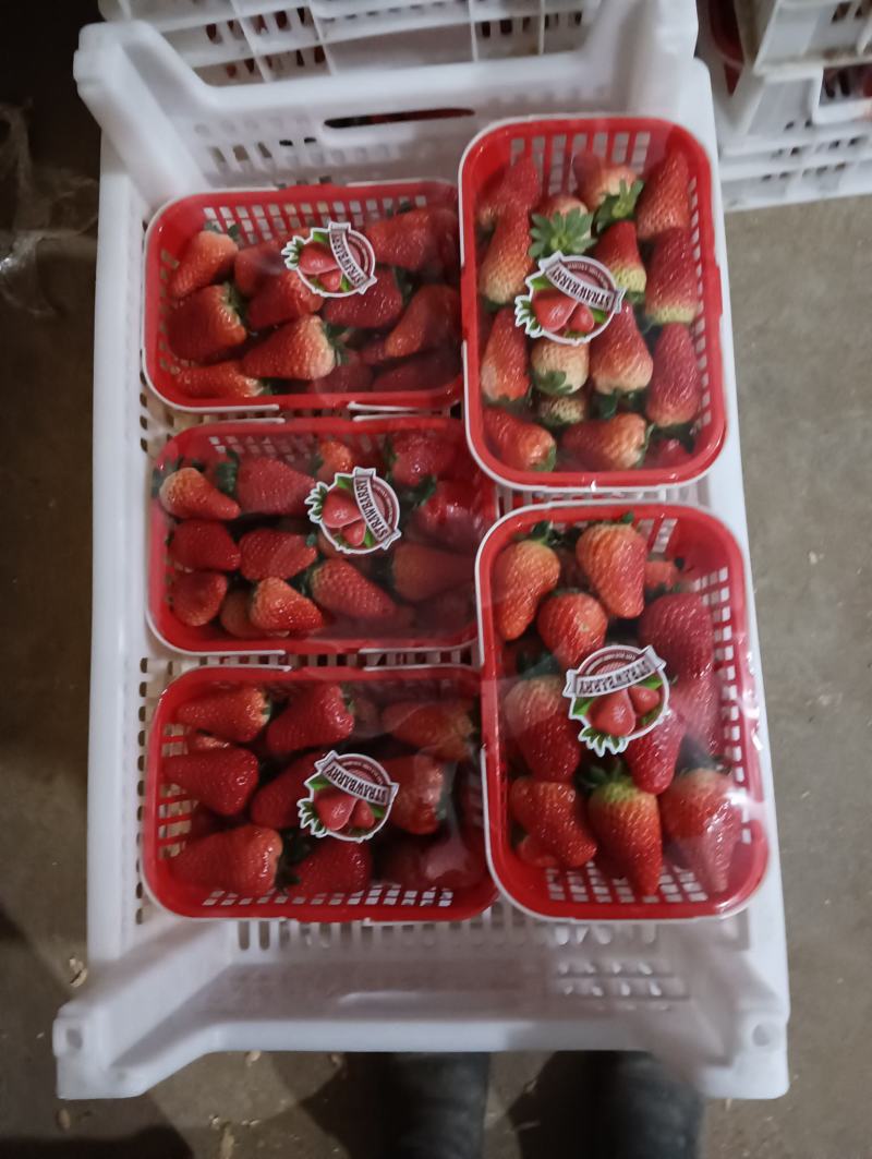 万亩草莓久香联盟天仙醉艳丽金刚货源稳定精品包装，供应全国