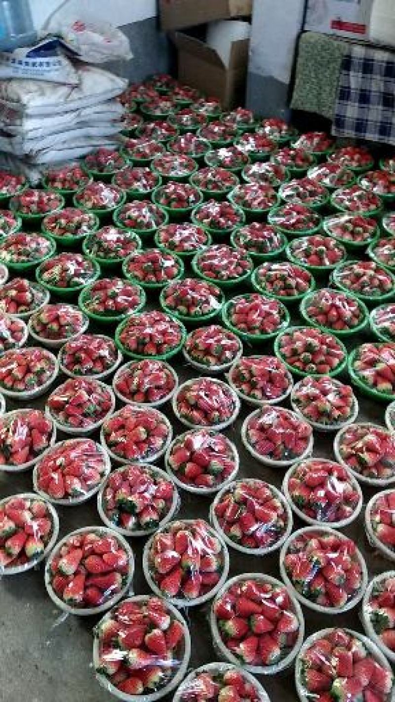 万亩草莓久香联盟天仙醉艳丽金刚货源稳定精品包装，供应全国