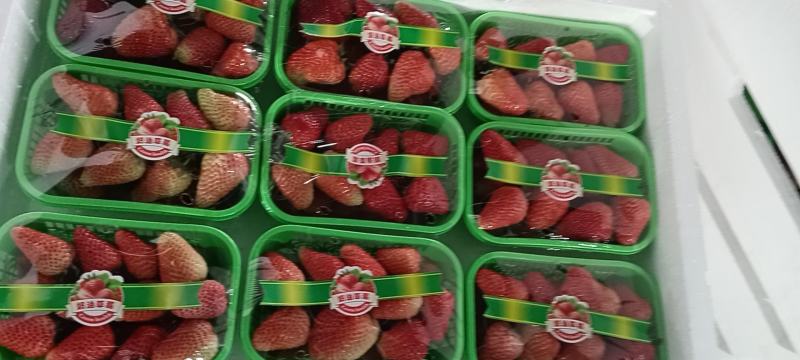 万亩草莓久香联盟天仙醉艳丽金刚货源稳定精品包装，供应全国