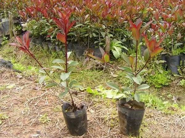 直播间中主播介绍红叶石楠树的特点,背景展示成品树与盆栽产品 红叶石楠树电商销售与直播带货场景