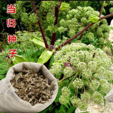 新产当归种子中药材种子甘肃纯新当归籽可食用各种药材种当归