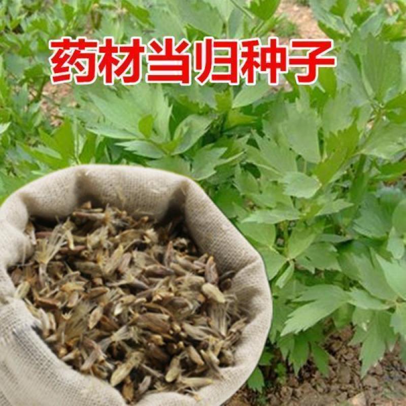 新产当归种子中药材种子甘肃纯新当归籽可食用各种药材种当归