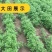 新产当归种子中药材种子甘肃纯新当归籽可食用各种药材种当归