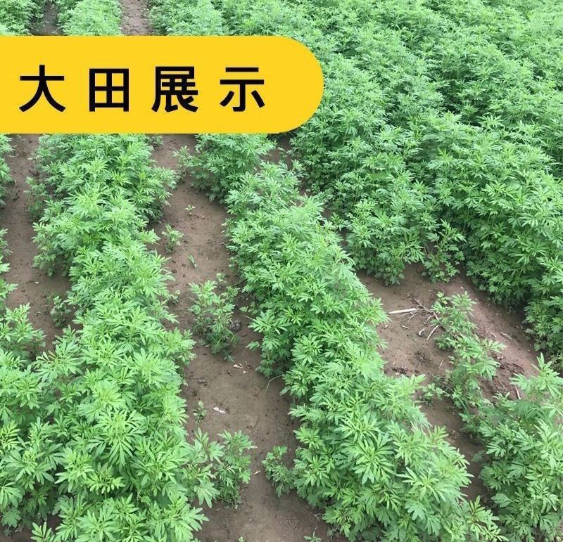 新产当归种子中药材种子甘肃纯新当归籽可食用各种药材种当归