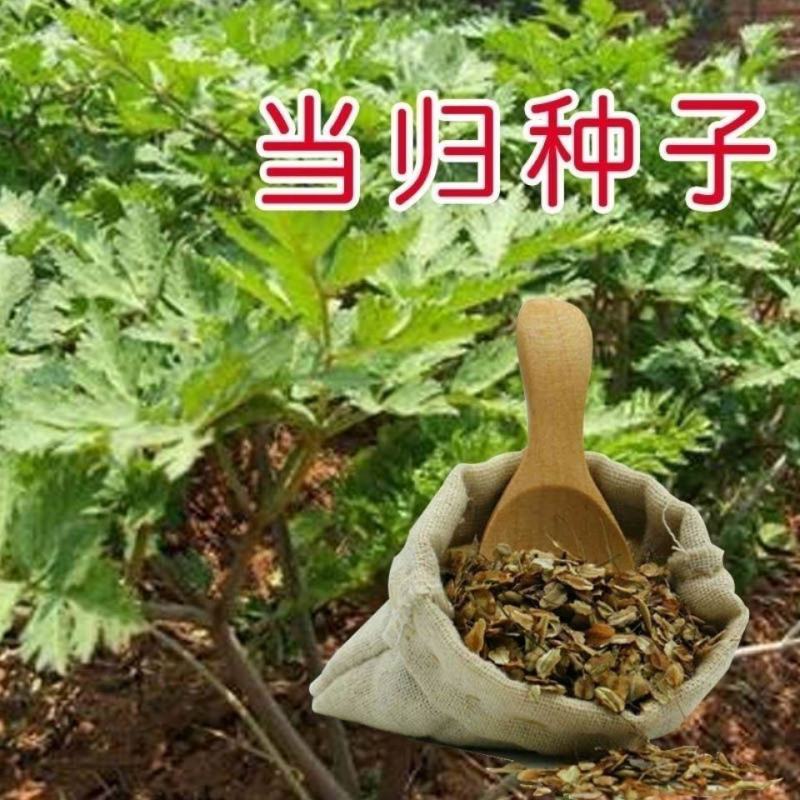 新产当归种子中药材种子甘肃纯新当归籽可食用各种药材种当归