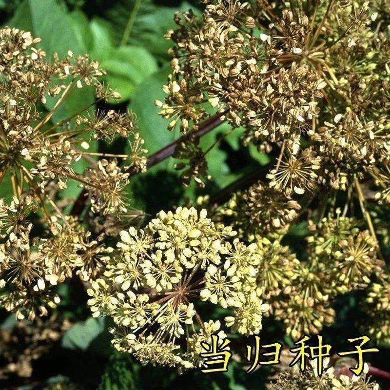 新产当归种子中药材种子甘肃纯新当归籽可食用各种药材种当归
