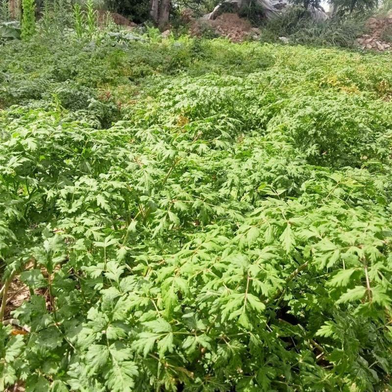 新产当归种子中药材种子甘肃纯新当归籽可食用各种药材种当归