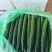 刚刚下来的大棚新苗黄瓜，顶花带刺，油亮密刺黄瓜