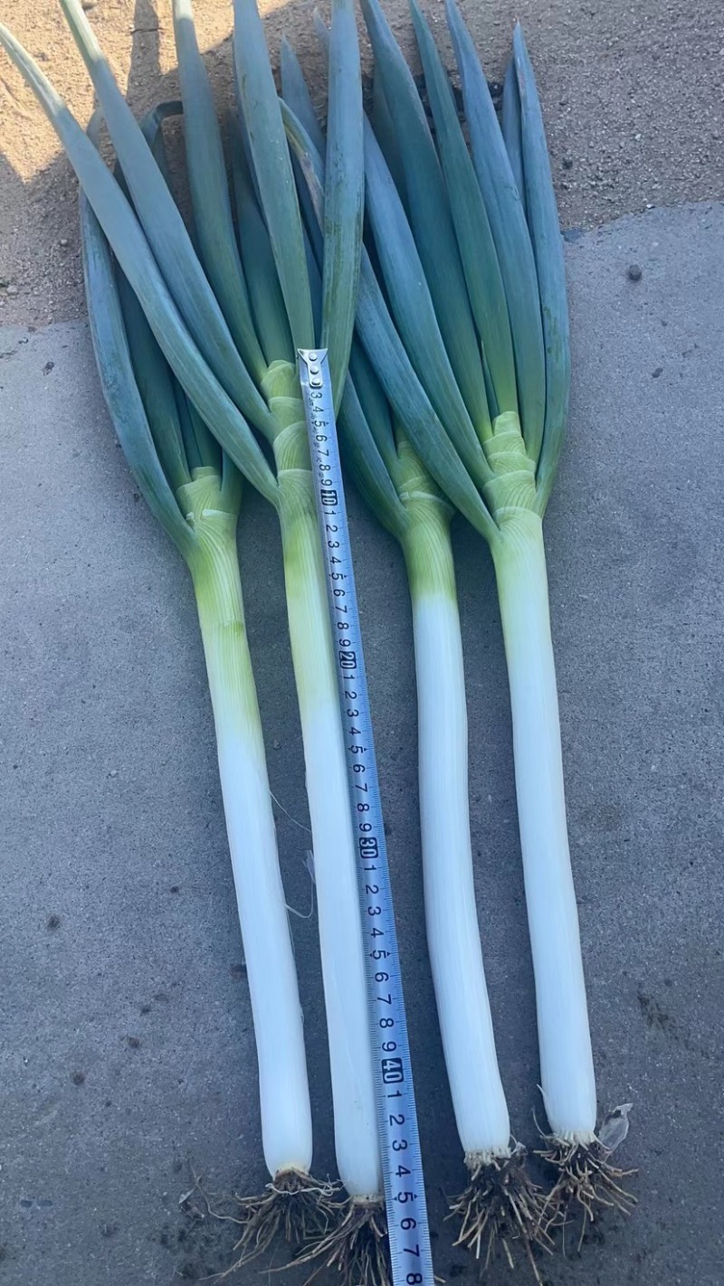 精品铁杆大葱产地长期供应保证质量全国可发货