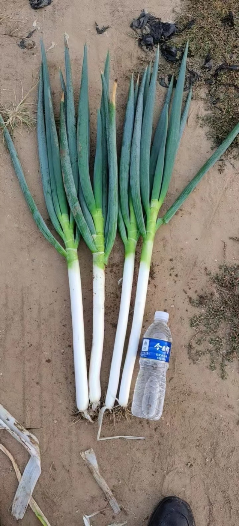 精品铁杆大葱产地长期供应保证质量全国可发货
