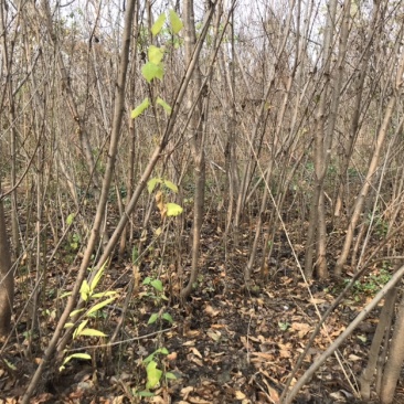占地桃苗20万株